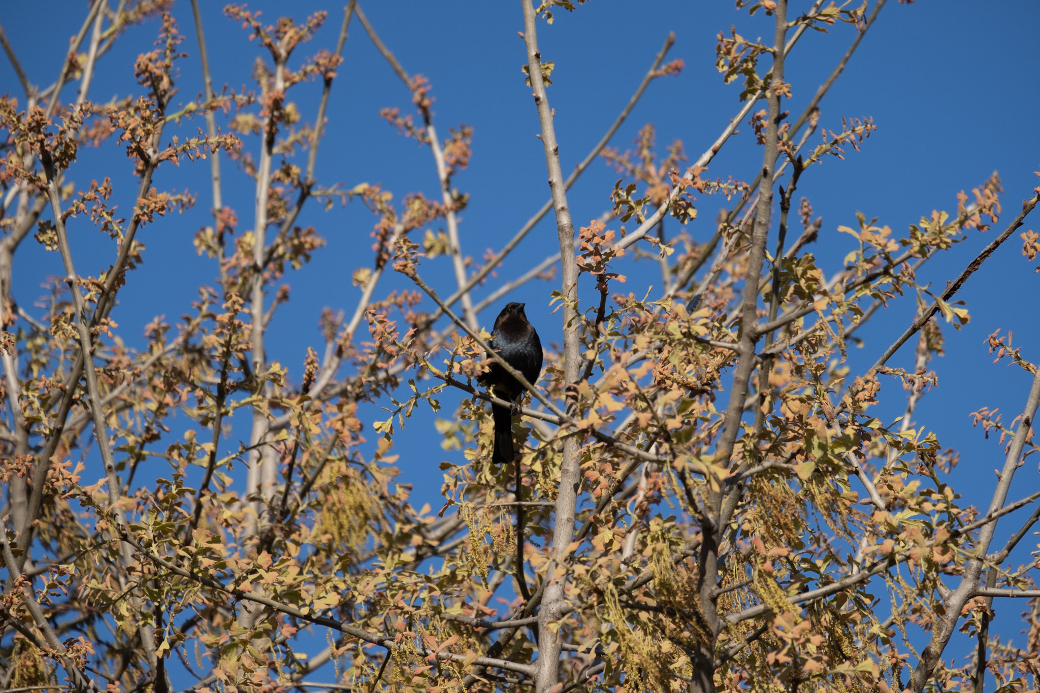 Black Bird on a Yellow Tree
