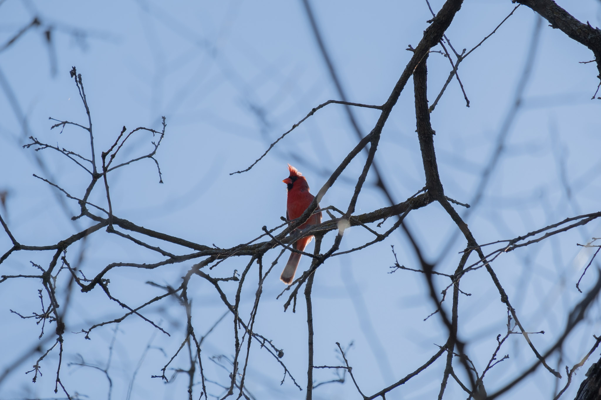Cardinal Lost in Thought
